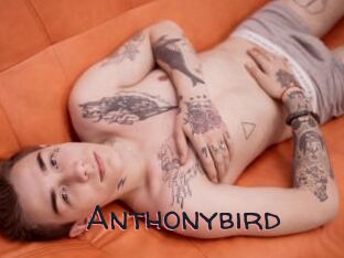 Anthonybird