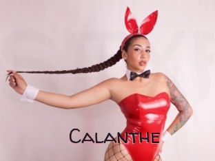 Calanthe