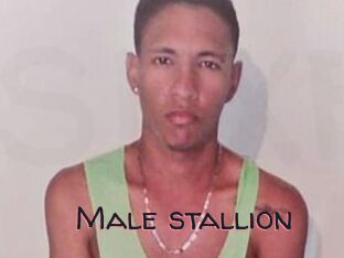 Male_stallion